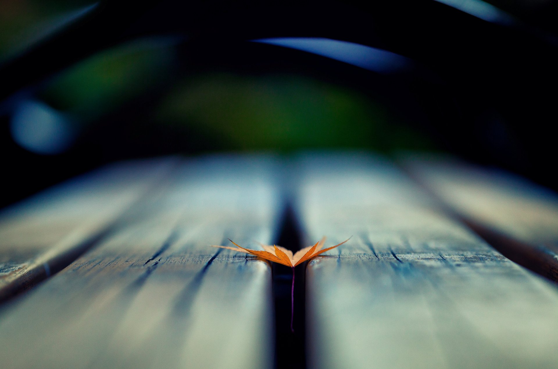 macro hoja hoja árbol desenfoque fondo papel pintado pantalla ancha pantalla completa pantalla ancha pantalla ancha