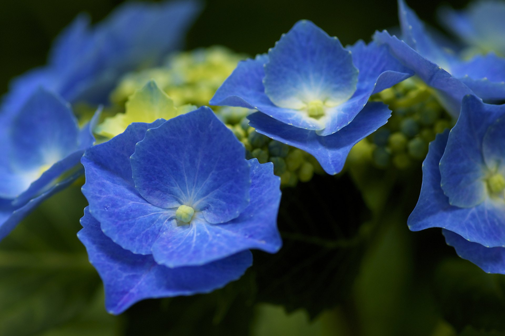 hortensia azul inflorescencias arbusto