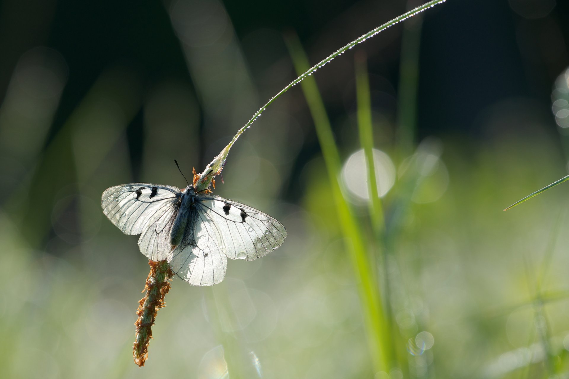 hojas de hierba espiga mariposa gotas rocío reflejos
