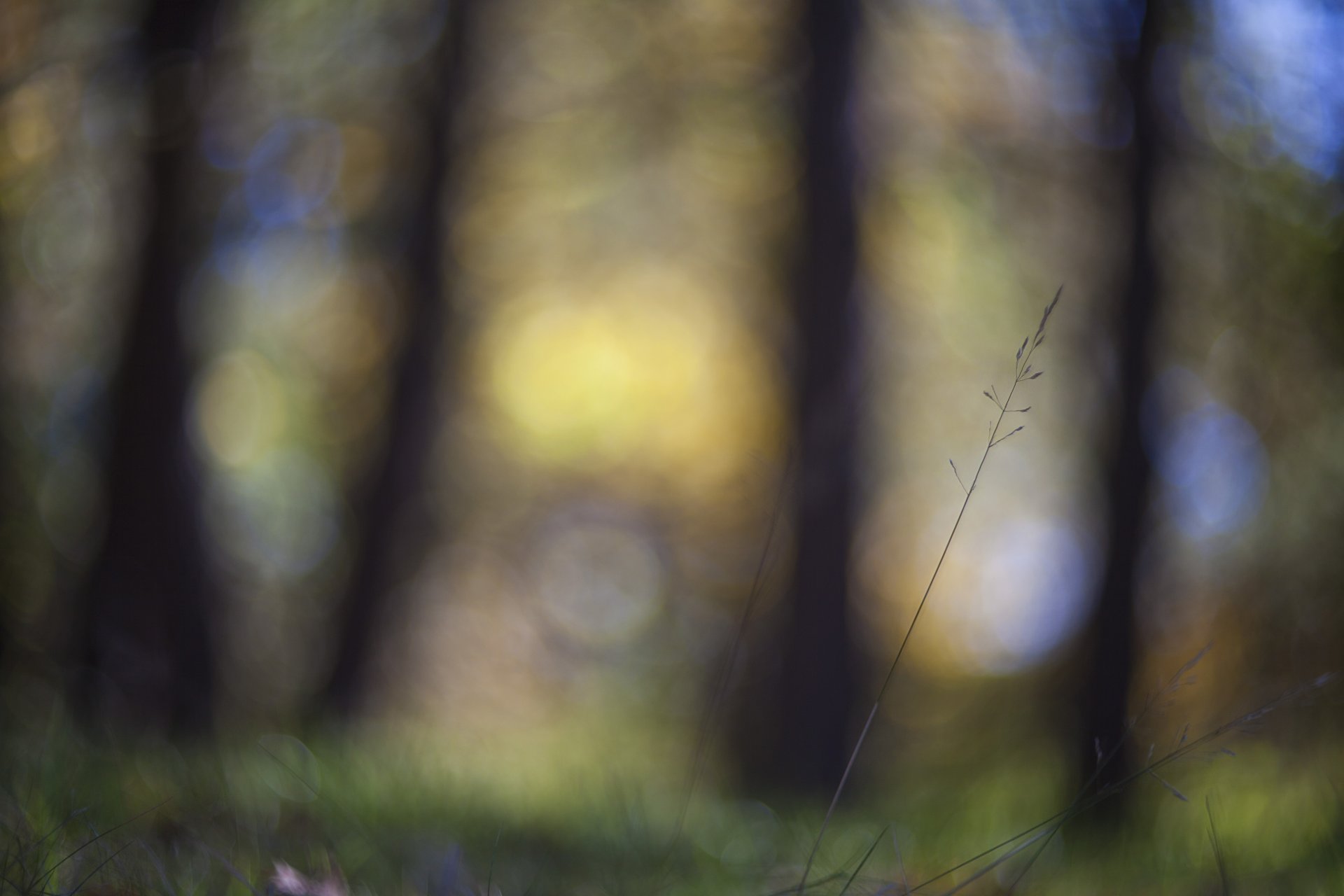 tallo hierba macro enfoque resplandor desenfoque