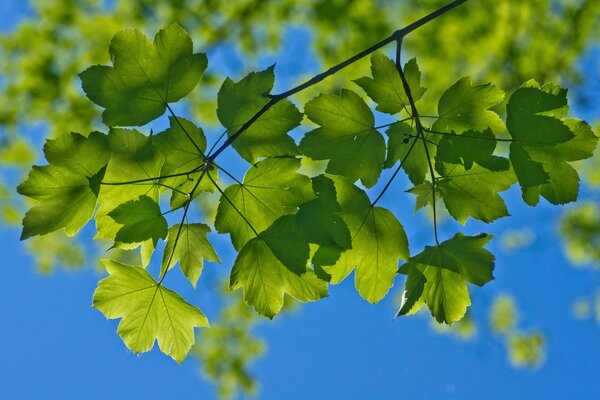 Macro follaje verde en el árbol
