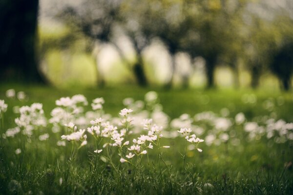 Flores blancas en un campo donde hay mucha vegetación