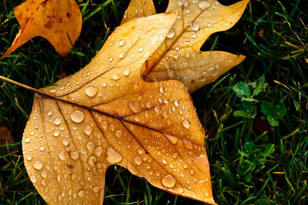 Hoja amarilla en gotas de lluvia