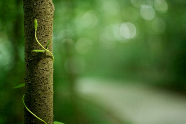 Macro foto follaje verde