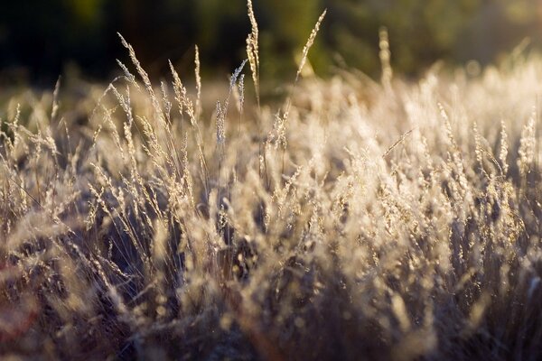 La hierba en el otoño se vuelve así en la imagen se ve así
