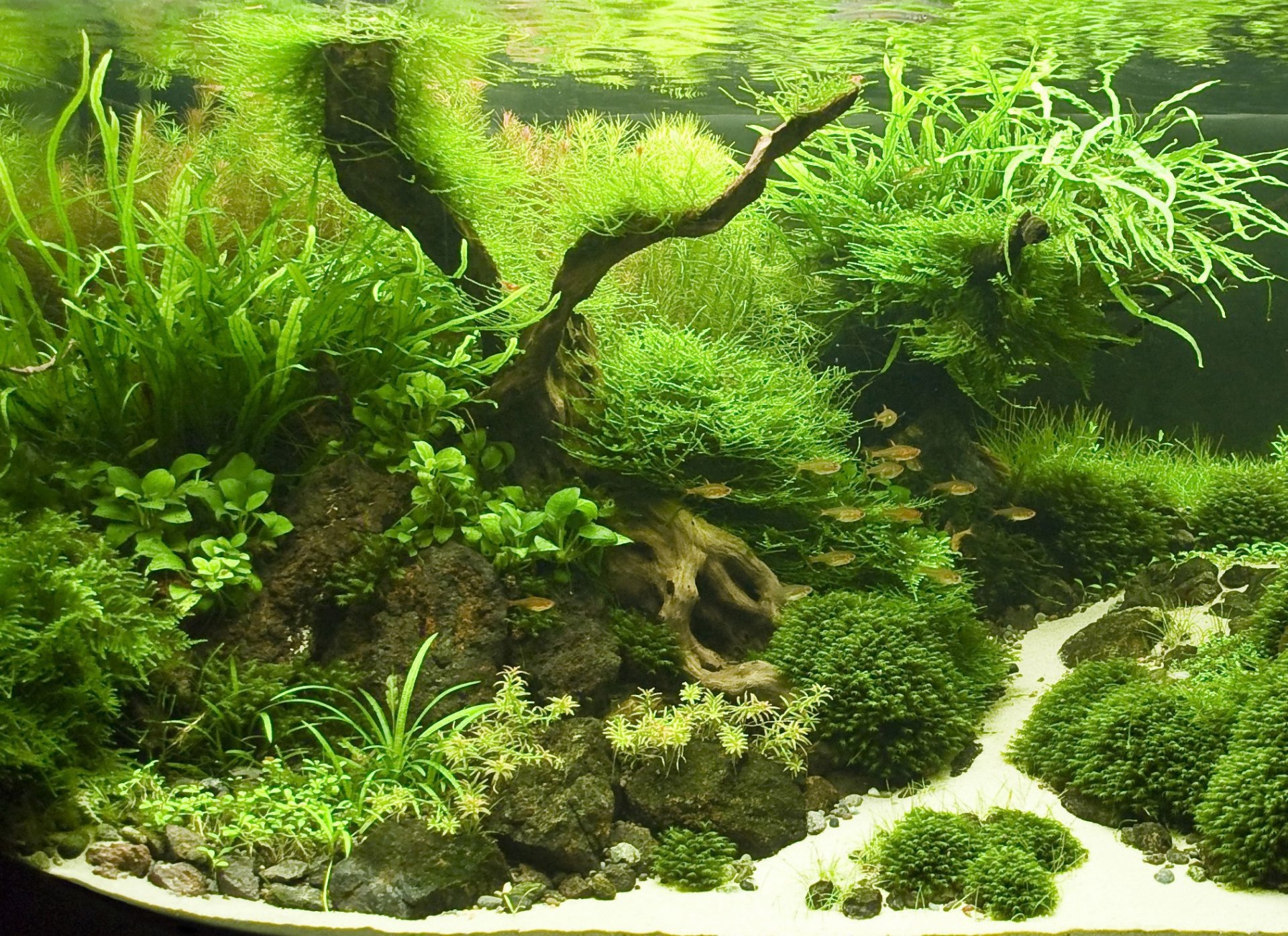 acuario plantas peces