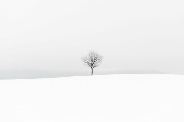 Invierno, ramas de árboles desnudos