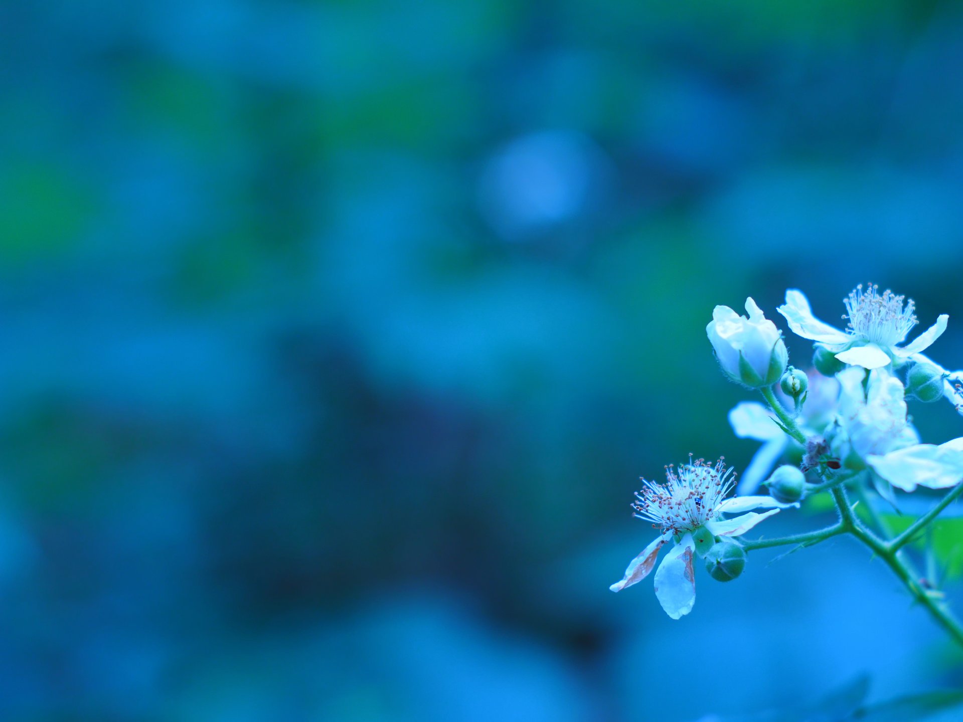 primavera floración rama flores brotes