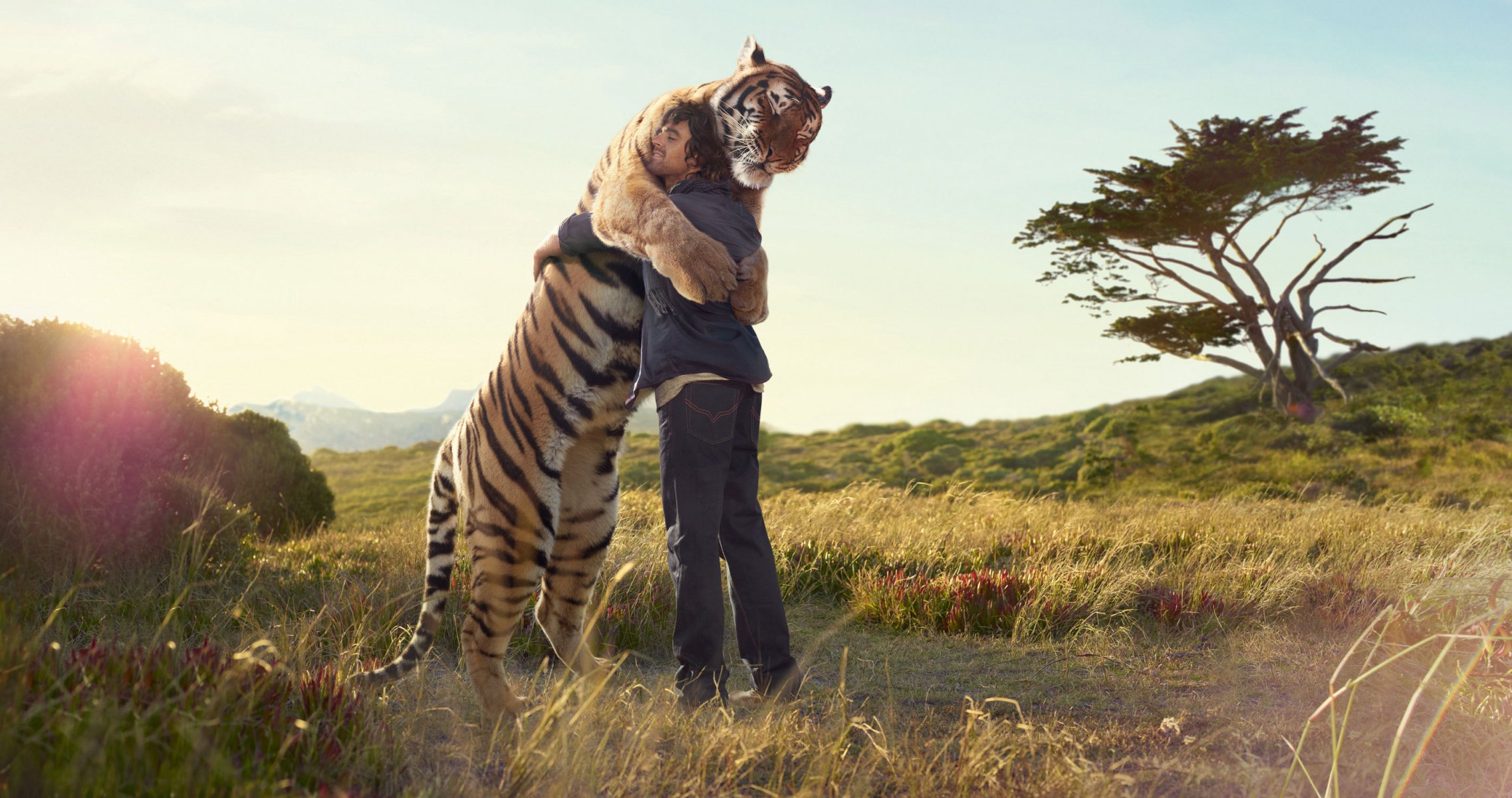 tigre hombre abrazo encuentro impresión árbol campo