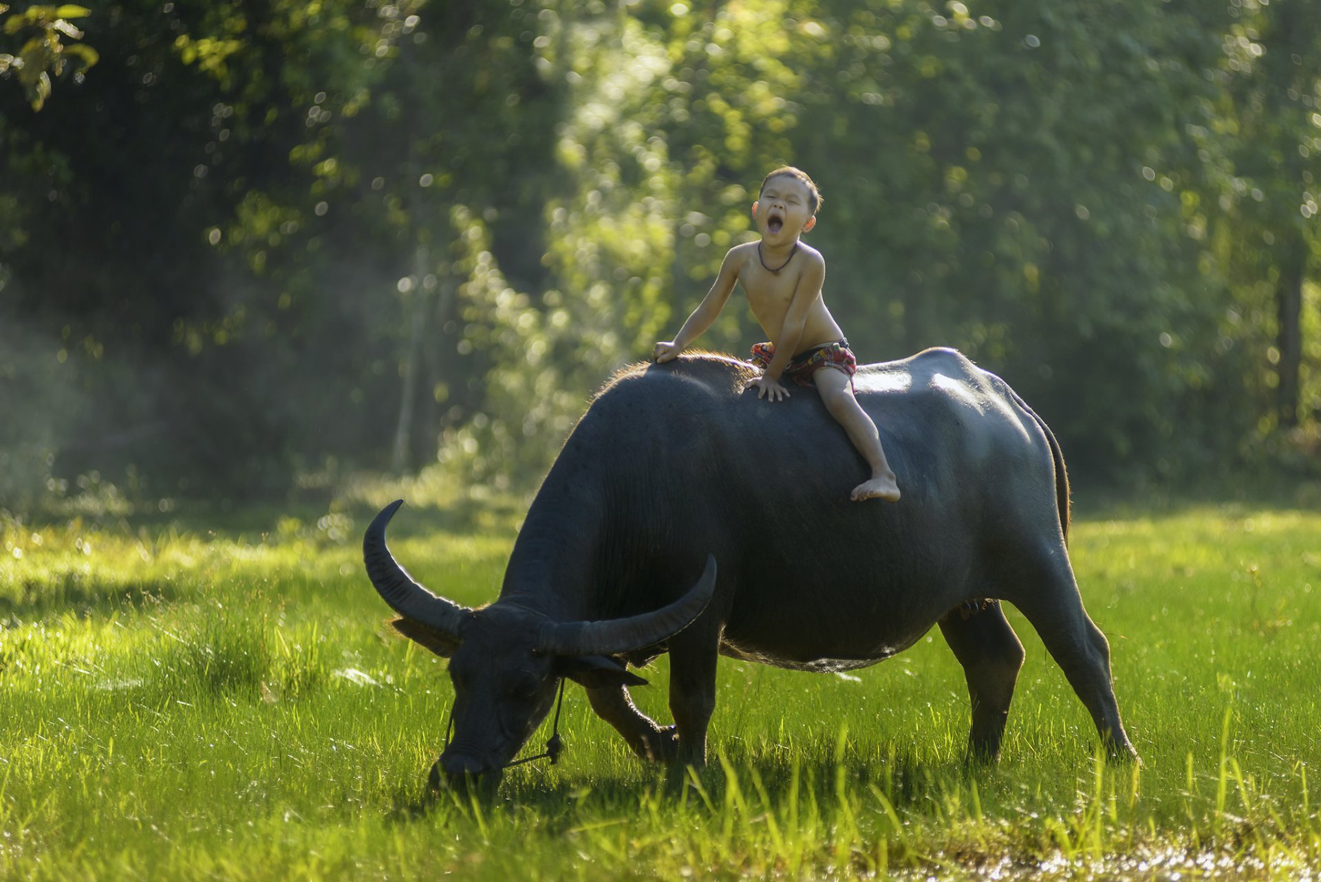 tailandia tailandia niño búfalo jinete estado de ánimo