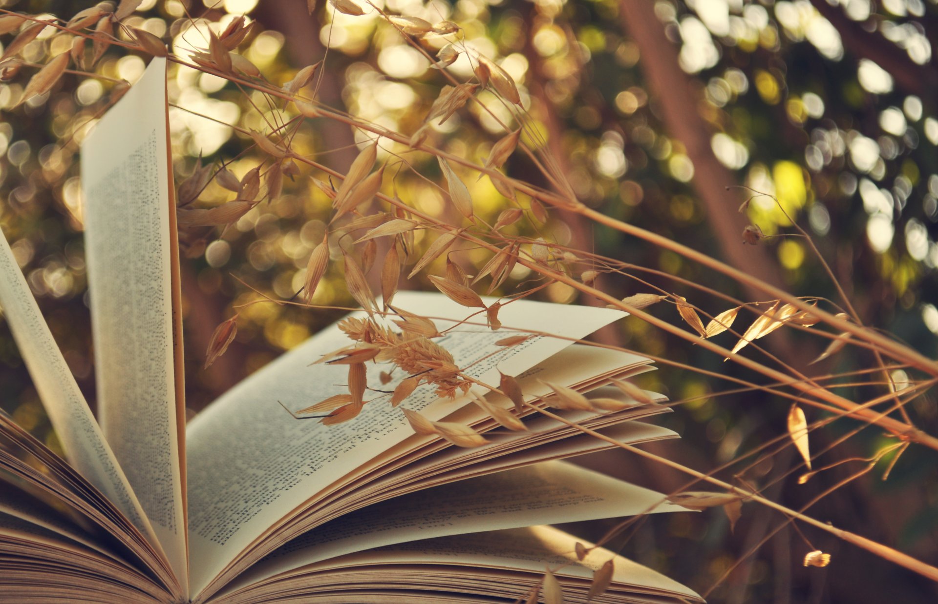 libro páginas hierba