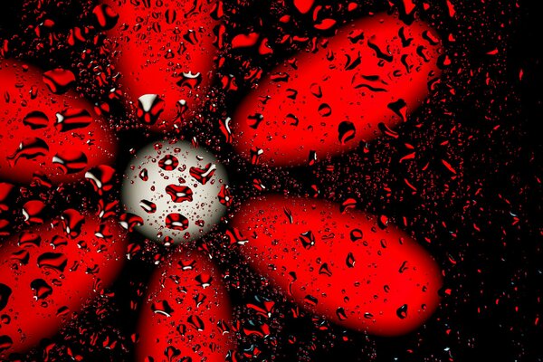 Gotas en el vidrio y una flor roja