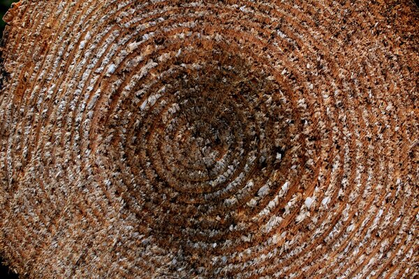 Textura en el corte de madera con anillos