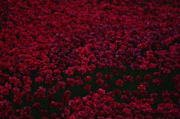 Un montón de hermosas amapolas rojas