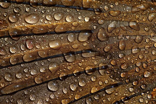 Gotas en las plumas en el fondo macro