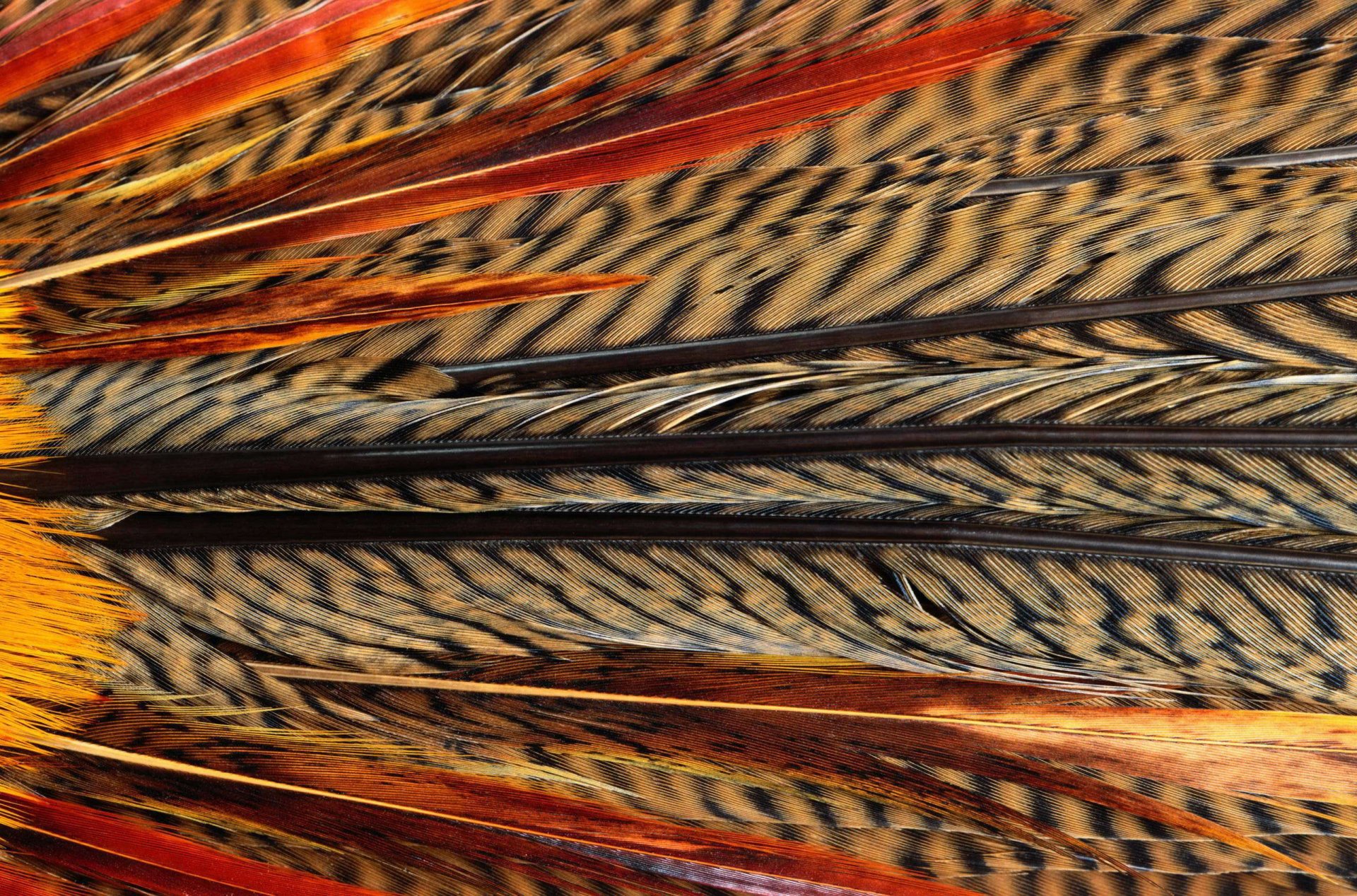 textura plumas de aves exóticas textura animal fondo de escritorio