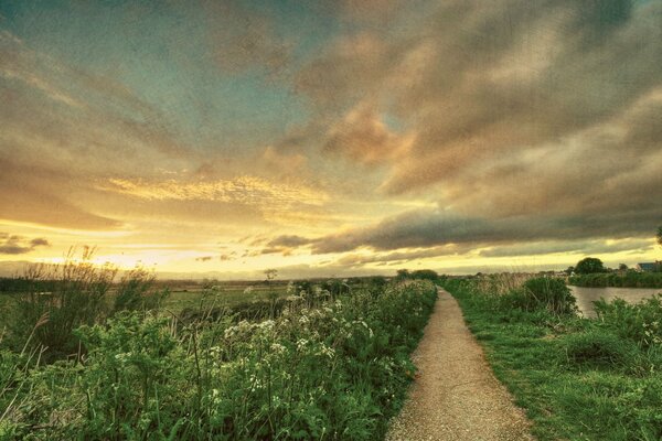 Camino campo cielo flores
