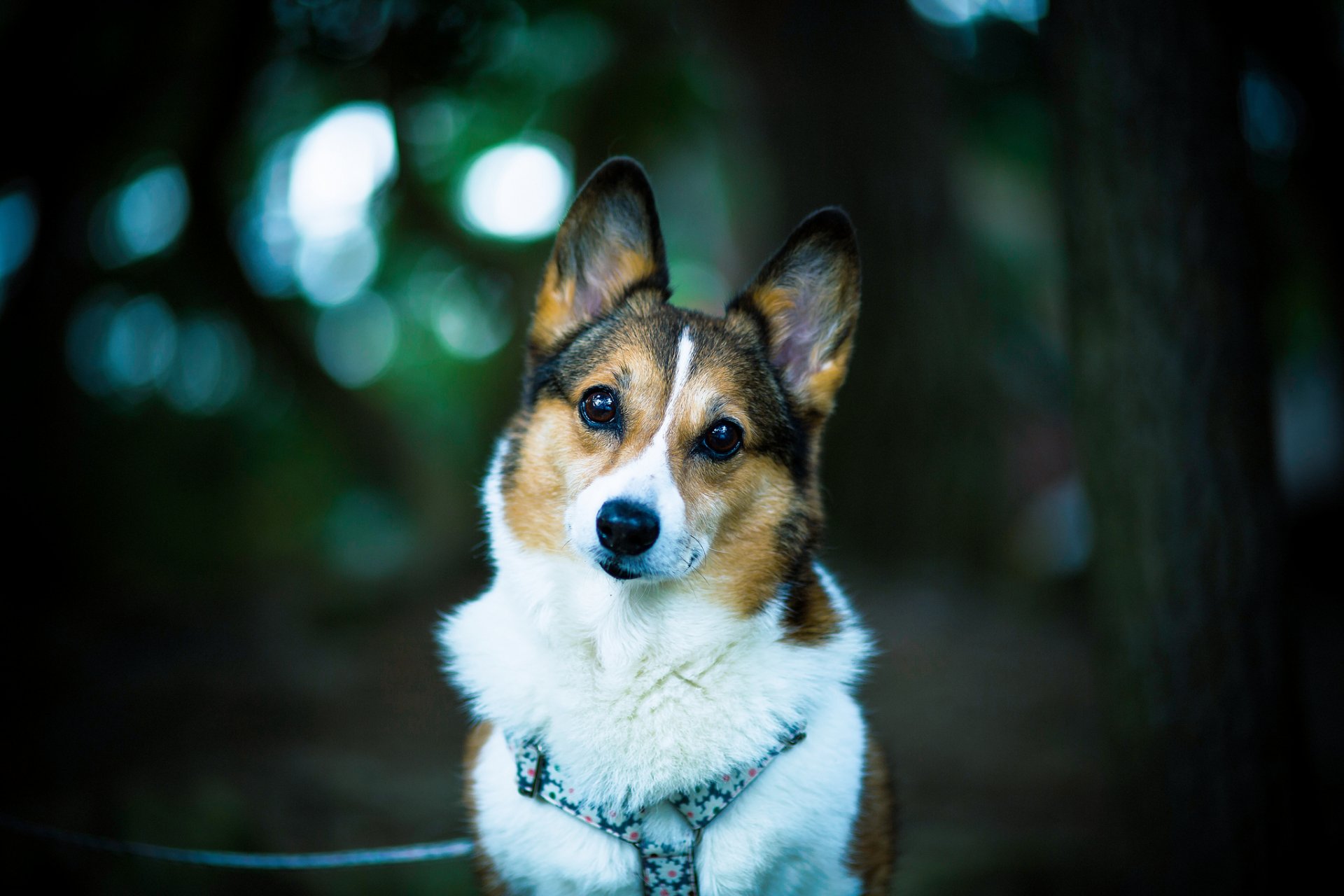 corgi galés perro amigo mirada bokeh