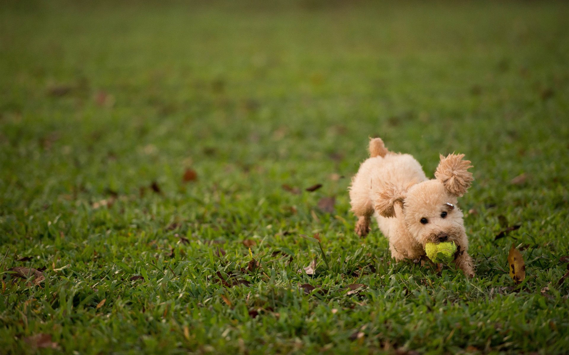 perro pelota hierba juego césped peludo