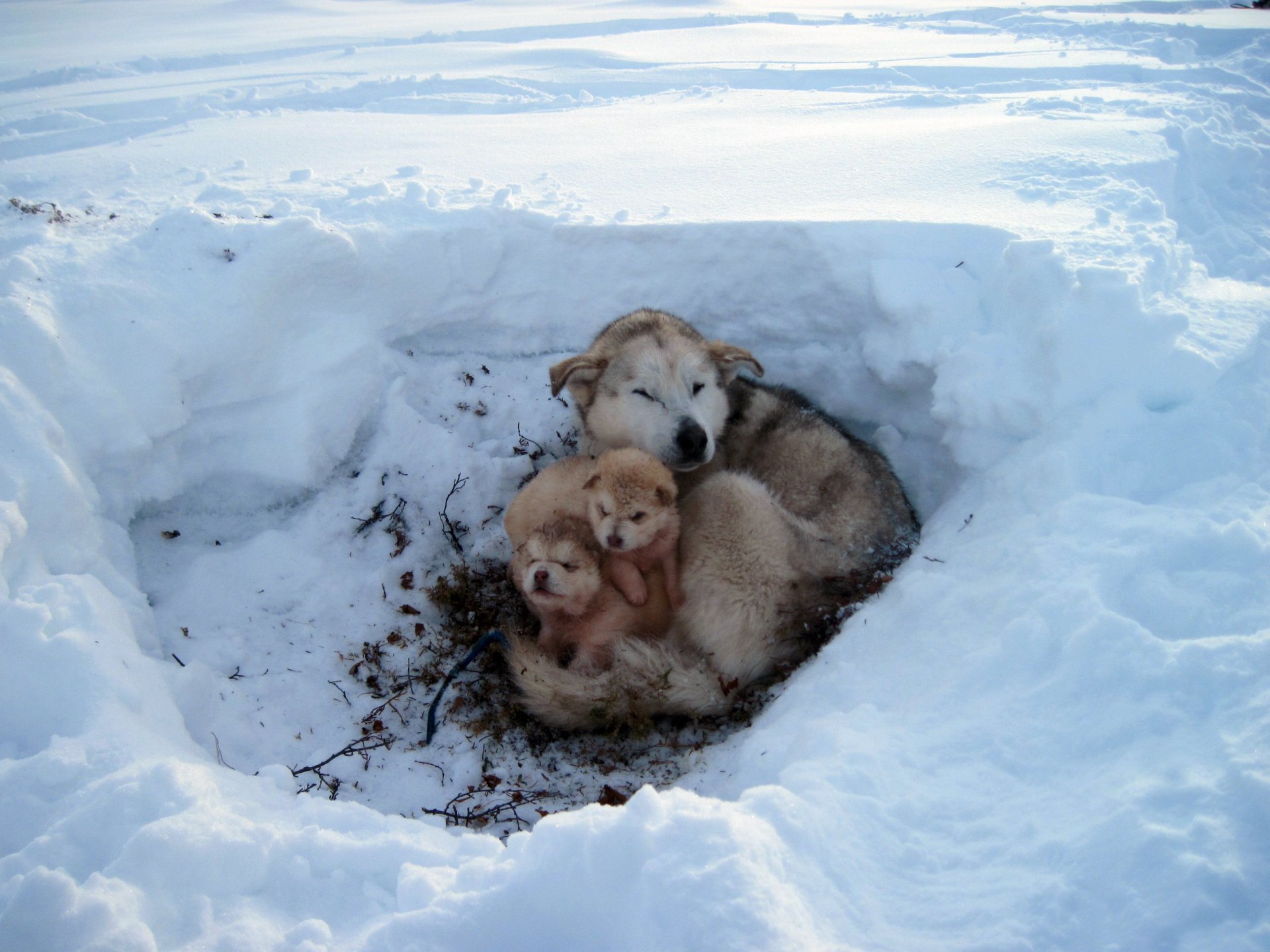 invierno nieve escarcha cachorros lana pelaje descendencia