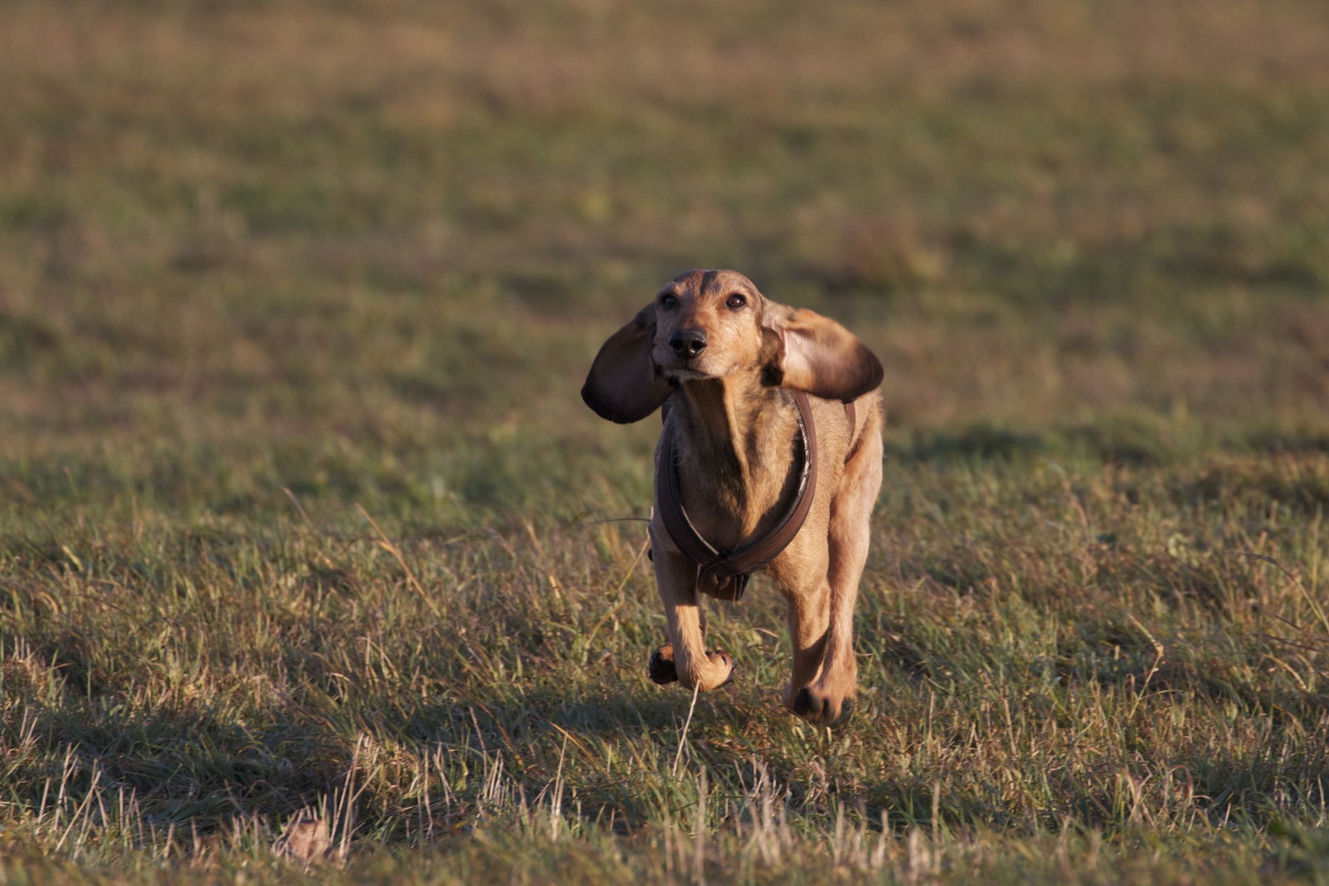 perro correr hierba campo estado de ánimo