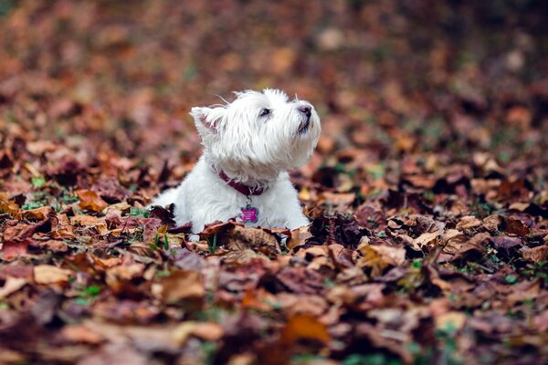 El perro se baña en otoño en el follaje