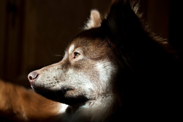 El perro de lado Mira a algún lugar en la distancia pensativamente