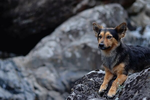Perro sentado en las rocas