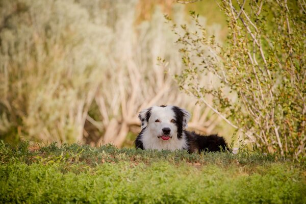 El perro yace en la hierba verde