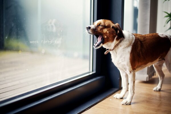 Perro en la ventana. El perro bosteza