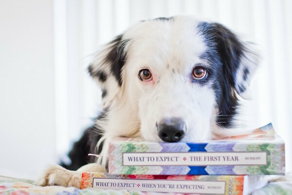 Hermoso perro y libros