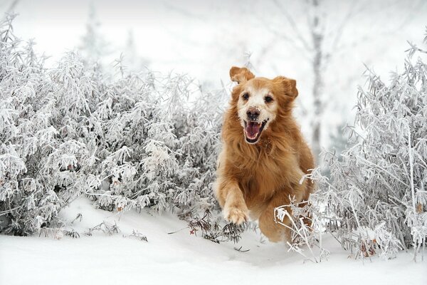 Amigo del hombre-perro en invierno