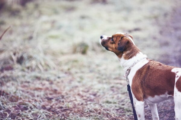 Pasear al perro en el campo con un amigo