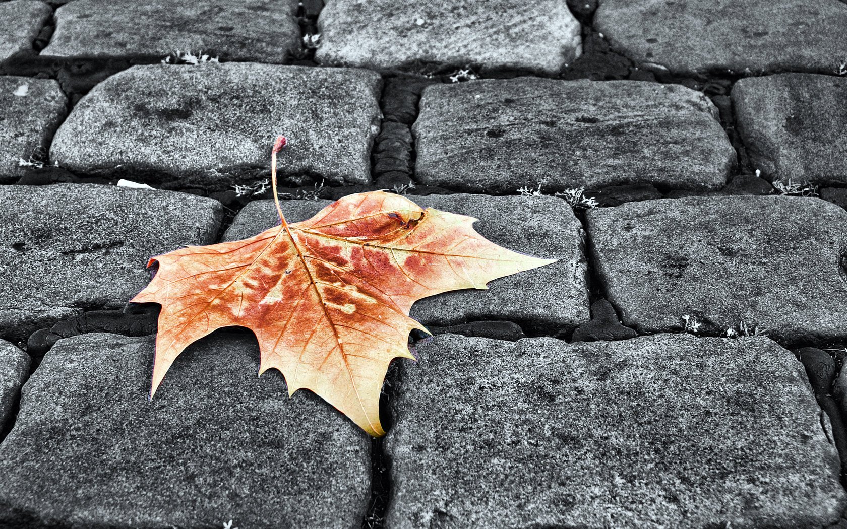 amarillo hoja hoja otoño adoquines