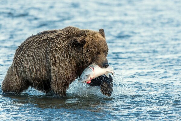 Pesca de oso en el agua