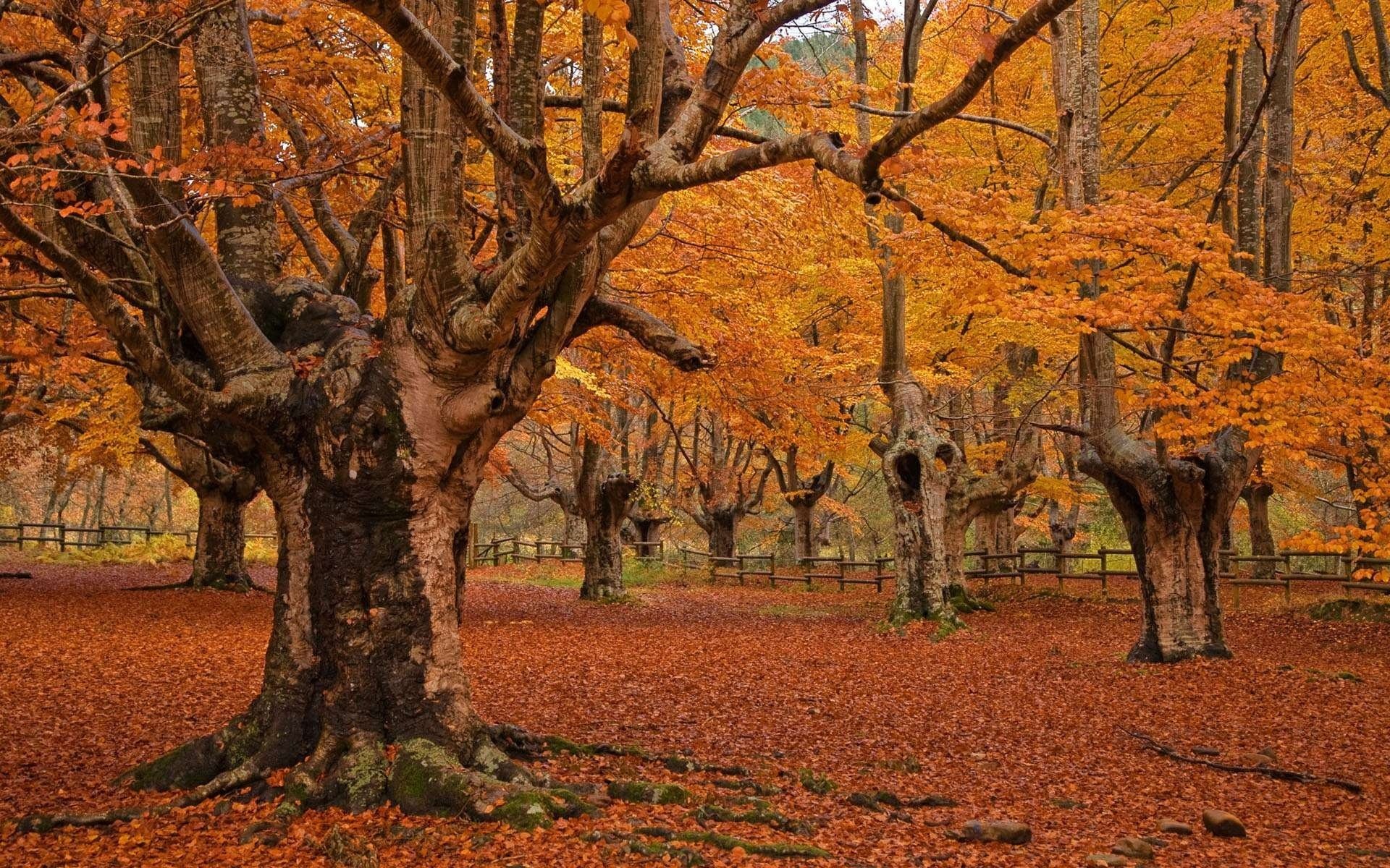 naturaleza parque árboles