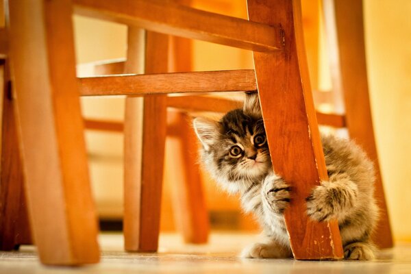 El pequeño gatito se escondió detrás de la pata de una silla
