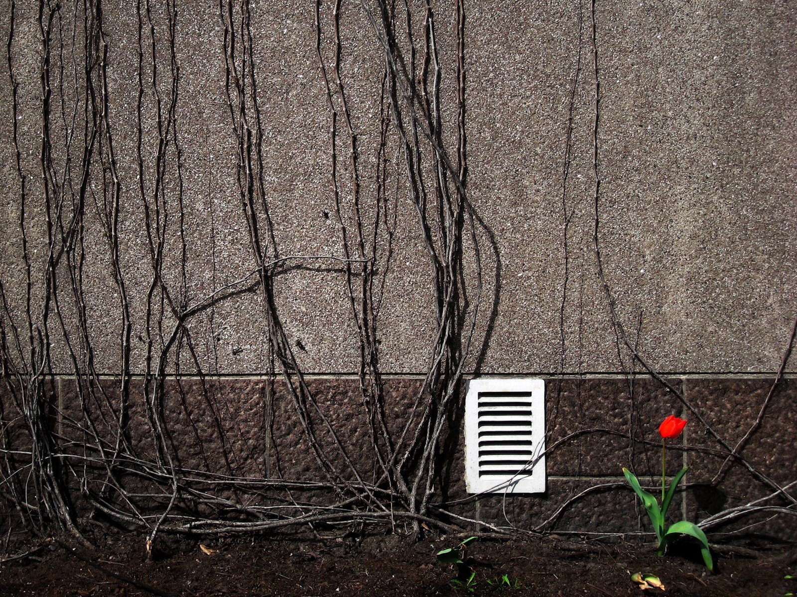 pared ramas ventilación flor