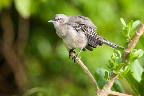 Pequeño pájaro en una rama