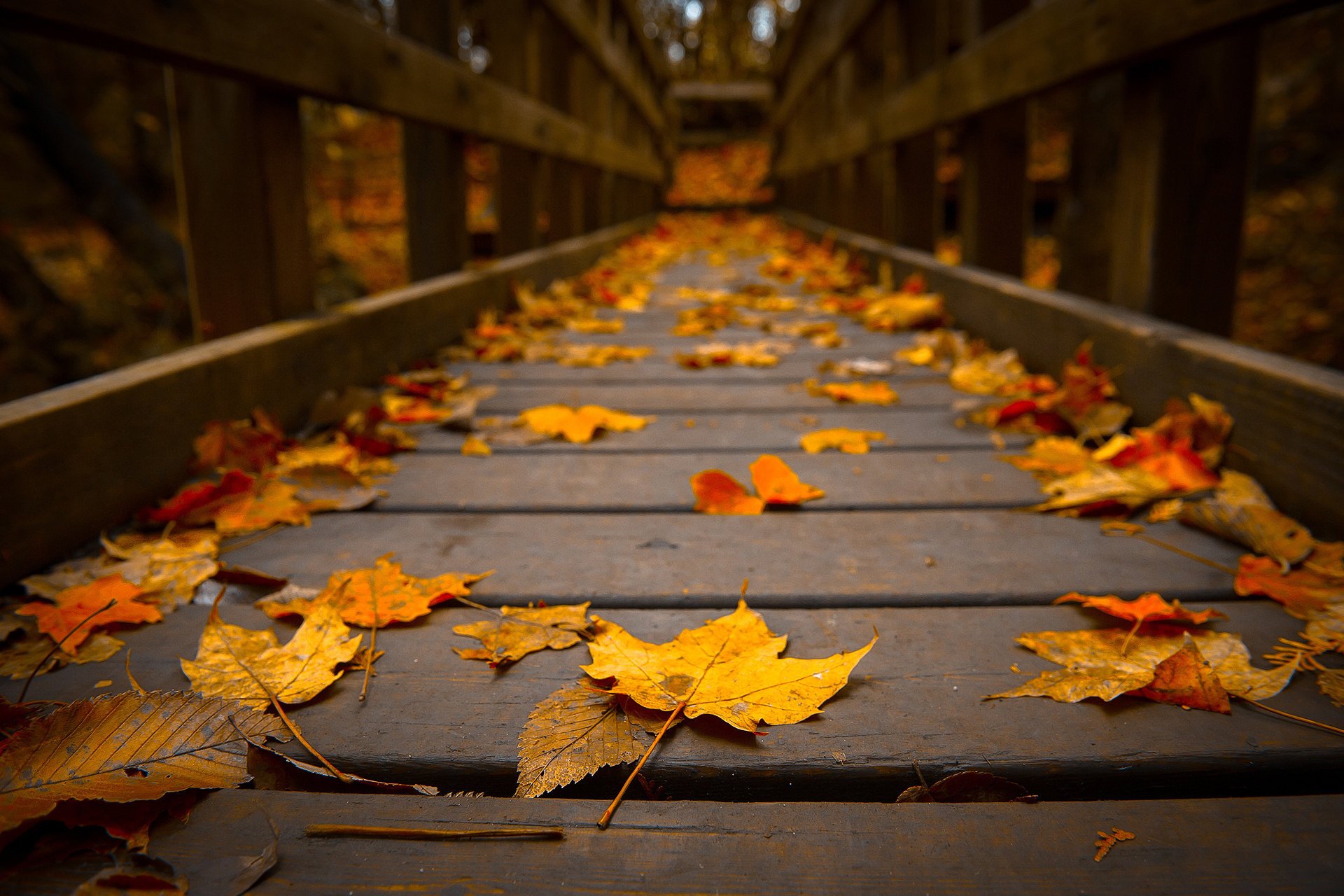 puente árbol follaje otoño macro