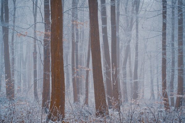 La niebla del bosque oculta la visibilidad en el bosque