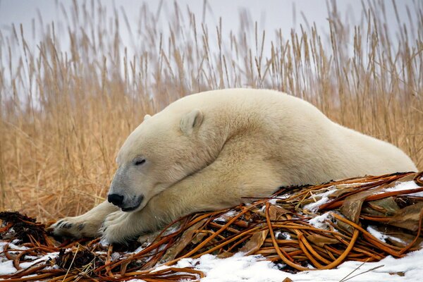 Oso polar en el bosque de invierno