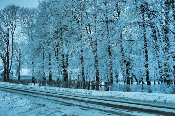 Árboles de carretera envueltos en un velo de invierno