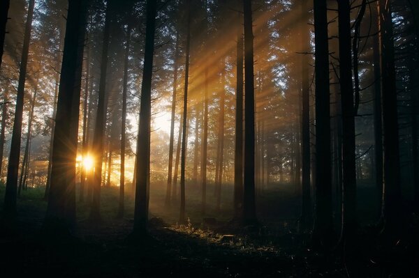 Rayos de sol en el bosque de Teese