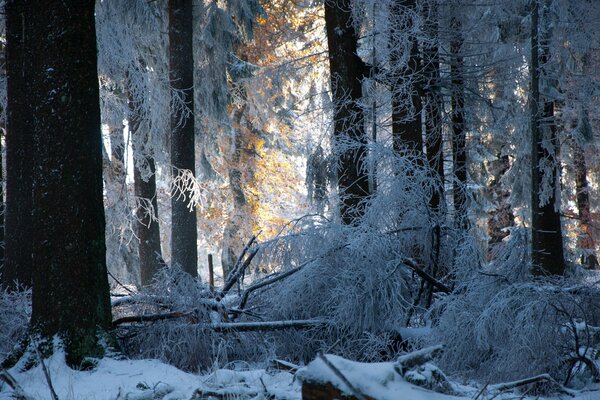 Bosque de invierno árboles en la nieve