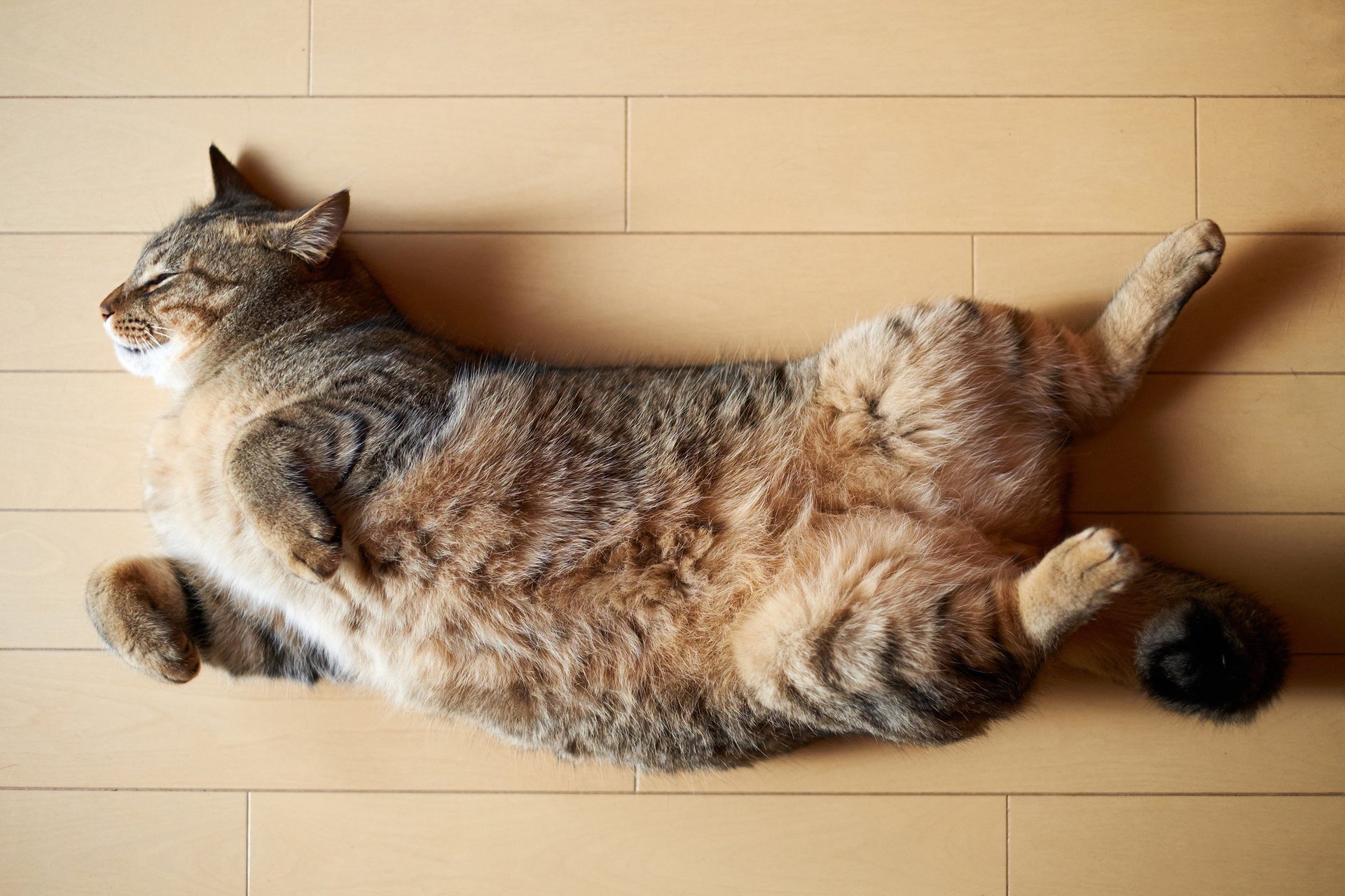 gato gato acostado en el suelo dormir dormir