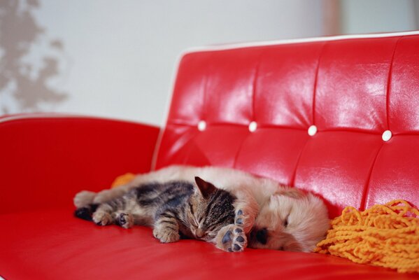 Perrito y gatito tumbado en el Sofá