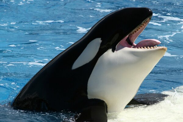 La orca se baña en agua tibia