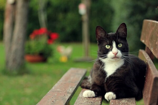 El gato yace en un banco contra el fondo del césped