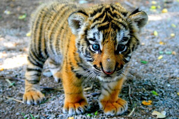 Pequeño lindo cachorro de tigre con ojos azules